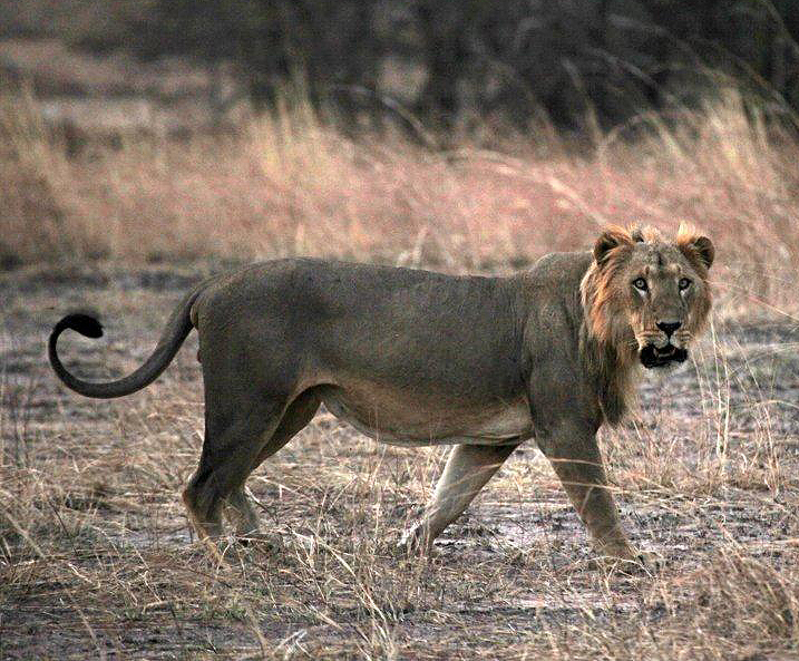 Lions In Africa